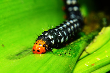 The caterpillar walks of the leaf.