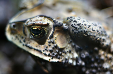 The Toad