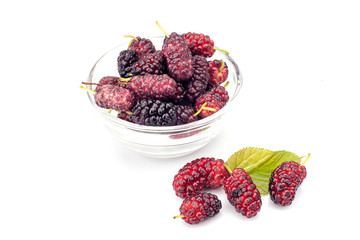 Mulberry