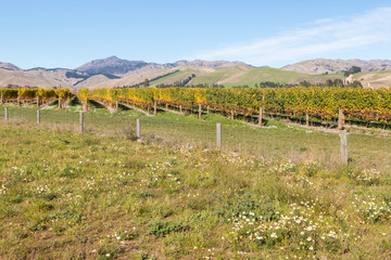Fototapeta na wymiar New Zealand vineyard in autumn with wildflowers meadow