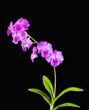 Beautiful orchids with green leaves isolated on black background-with clipping path.