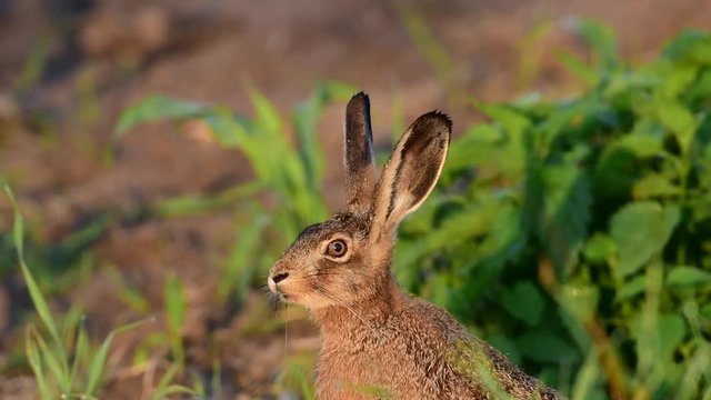 Junger Feldhase schaut &auml;ngstlich, Juni