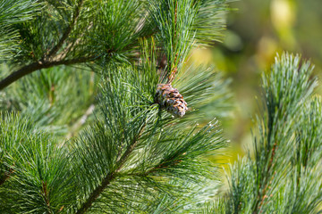 Eastern white pine cone