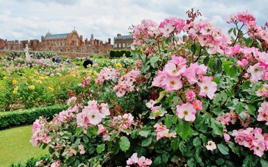 Fototapeta na wymiar Rosengarten, Hampton Court Palace
