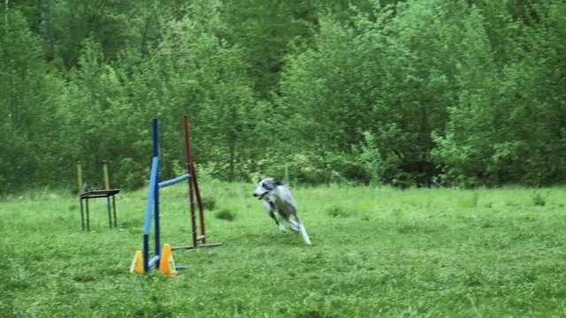 Sequence with slow motion racing in competition, animal agility race with dog running and doing slalom. Sequence with slow motion