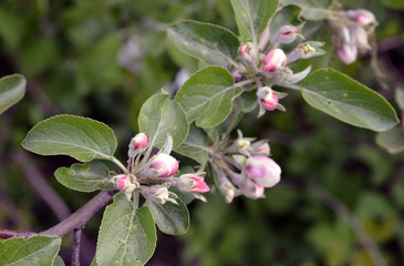 Apple blossom in spring time: white-and-pink apple flower buds on branches, symbol of spring