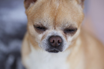 Short hair chihuahua. A sad little dog