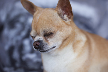 Short hair chihuahua. A sad little dog