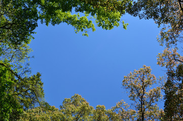 初夏の青い空