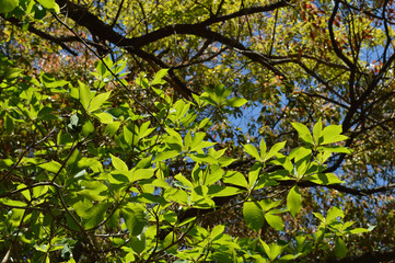 Fototapeta na wymiar 初夏の木の葉を照らす太陽の光