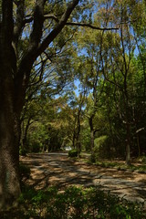夏の始まり、散歩道