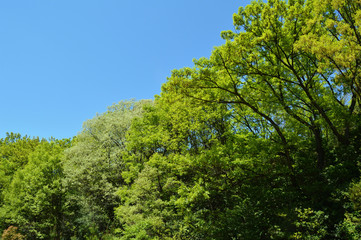 Obraz premium 初夏の青い空