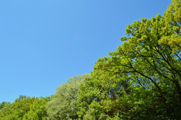 初夏の青い空