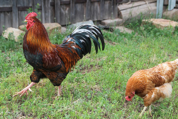 Chicken and rooster walking at green grass
