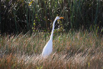 Fototapeta premium White Heron in the Florida Swamps