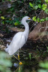 White Heron in the Florida Swamps