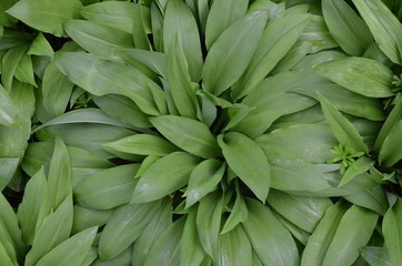 Зеленые листья черемши медвежьего лука Allium ursinum в лесу возле города Хропине, Восточная Чехия