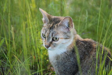 Naklejka na ściany i meble Kitten hiding in the green grass