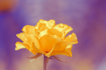 Luxury yellow rose on a purple background . Rose closeup. Rose on open space.