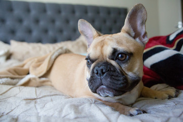 French Bulldog Puppy