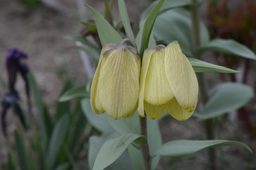 Obraz premium Бледно-желтые цветки рябчик бледноцветковый Fritillaria pallidiflora из Тянь-Шаня