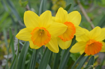 Желтый цветок с оранжевой короной нарцисс Narcissus 'March Madness'