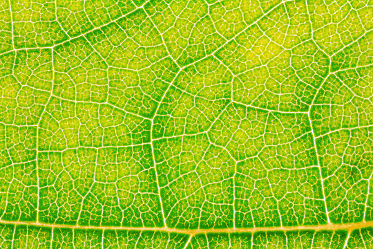 Leaf texture pattern for spring background, environment and ecology concept design. Color effect.