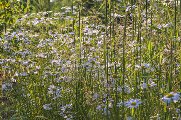 daisies meadow by sunny day