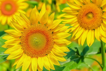 Fototapeta premium ヒマワリの花 