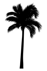 vector illustration of tropical palm silhouette