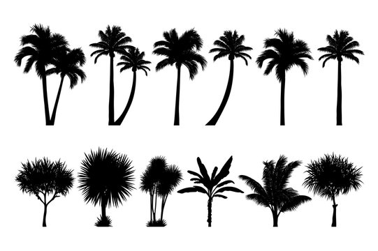 vector set of tropical palm and tree silhouettes