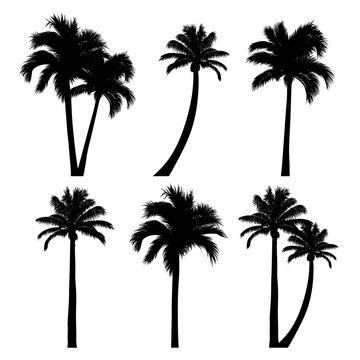 vector set of tropical palm tree silhouettes