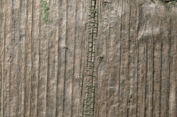 Fototapeta premium Wood texture background, natural color