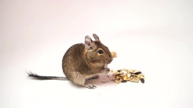 Little chilean degu squirrel eating breakfast