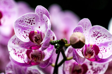 Fototapeta na wymiar Singapore Orchid Garden
