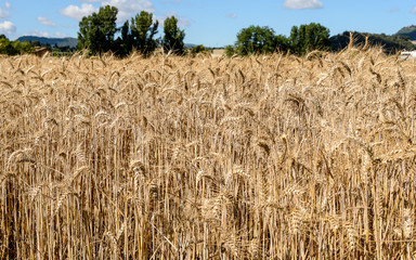 Campos de trigo / cereal dorado esperando la cosecha