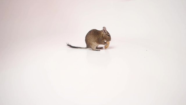 Adorable chilean degu squirrel devouring a peanut