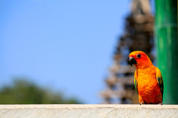 Beautiful or colorful parrot binding and waiting on the concrete railing alone with blur blue sky and green pole background