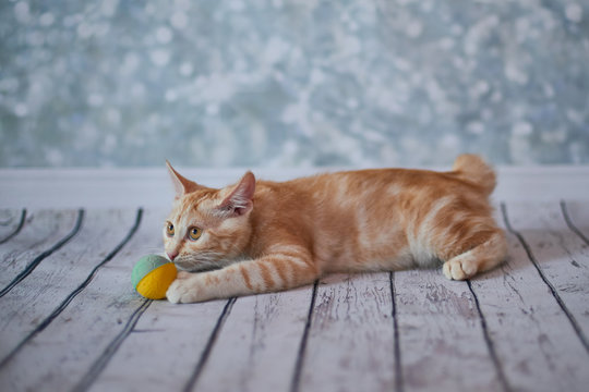 A photo of funny red american bobtail cats three monthes old on blured background
