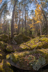 wilderness landscape forest with pine trees and moss on rocks