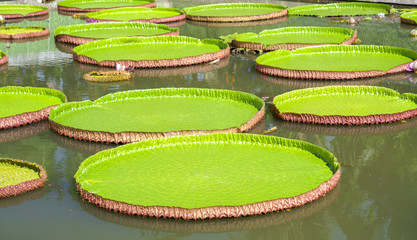 Close up Victoria amazonica in the pond with giant green leaves cover the pond surface to create a beautiful landscape in nature