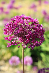 Purple allium flowers in the garden