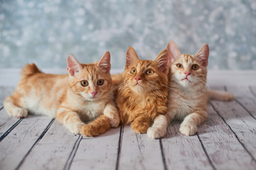 Fototapeta na wymiar A photo of funny red american bobtail cats three monthes old on blured background 