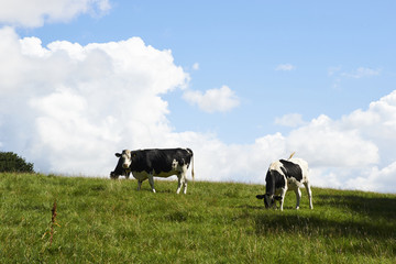 Cows on a field in Denmark