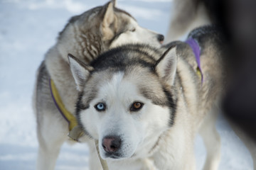 snow sled dog breed husky in harness