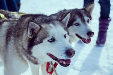 snow sled dog breed husky in harness