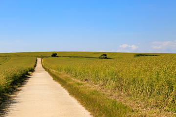 South Downs Pathway