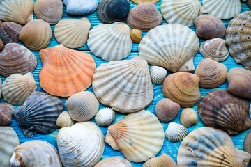 Background of sea shells on a wooden blue table
