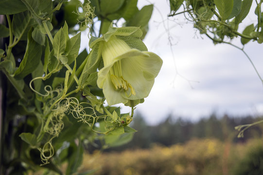 White green flower of cobaea scandens f. alba on the vine, beautiful climbing garden plant from Mexico, also known as monastery bells, cathedral bells, cup-and-saucer vine