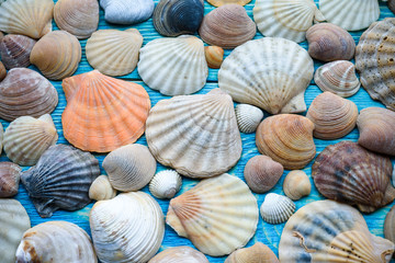 Background of sea shells on a wooden blue table